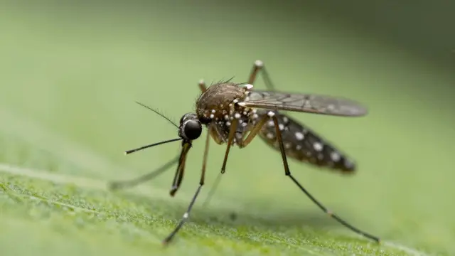 Dengue Hemorrágica: sinais, sintomas e como tratar 9 Dengue Hemorragica: Conheça os Sinais e Sintomas, como tratar?